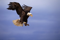 /l/images/30541199.jpg